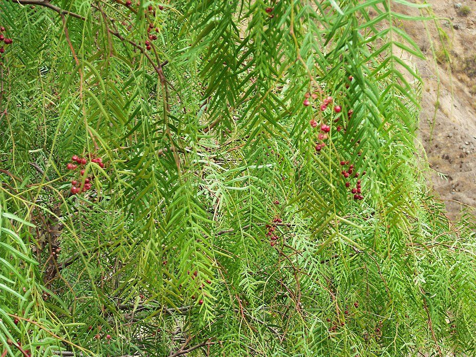 Weeping pepper tree, from Wikimedia Commons