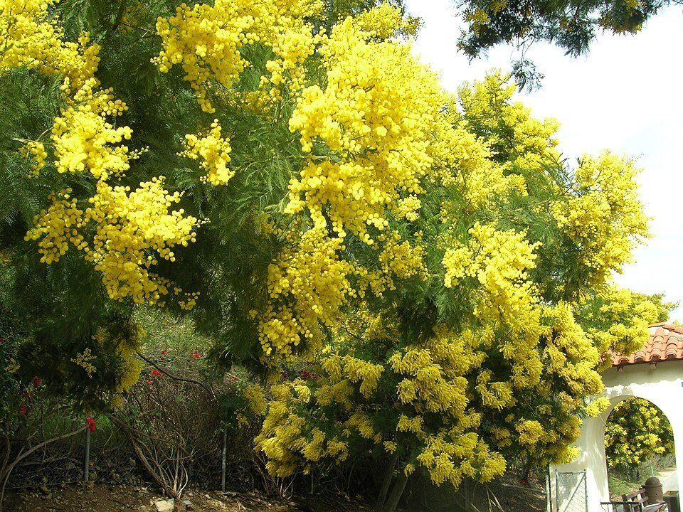 Ferny wattle, from Wikimedia Commons