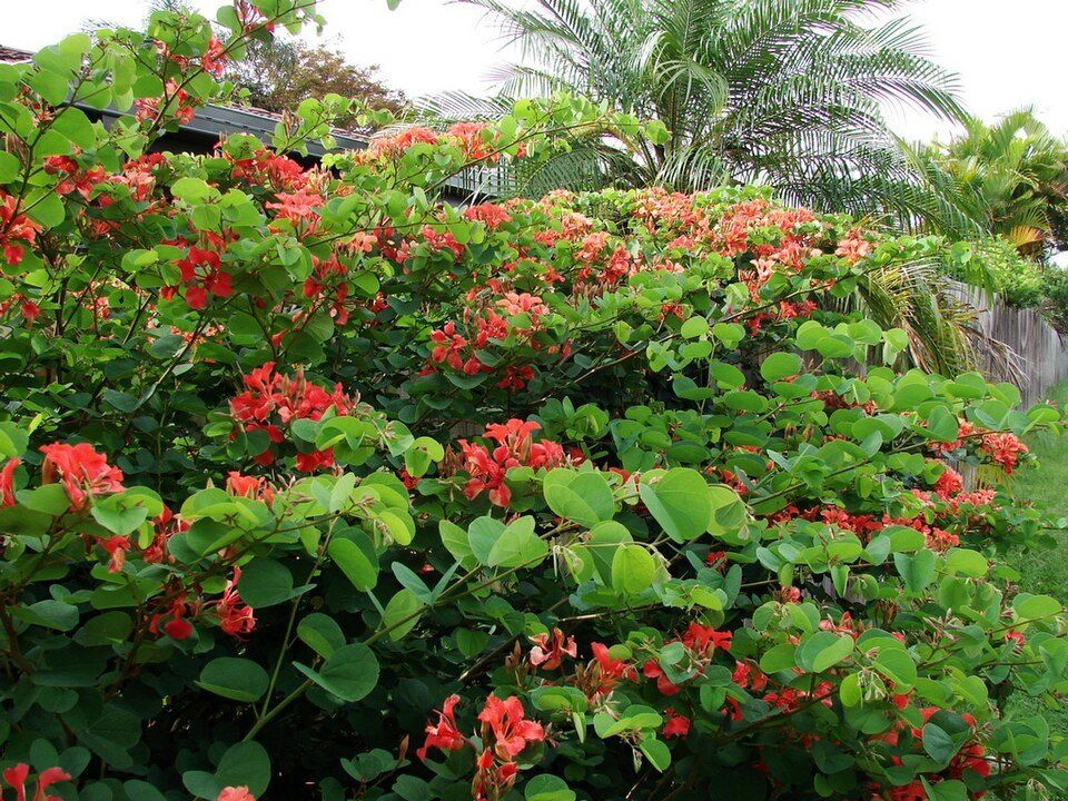 Red bauhinia, from Wikimedia Commons