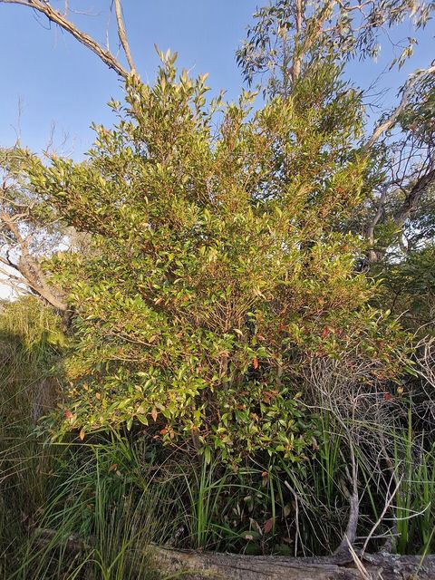 Blueberry ash, from Wikimedia Commons
