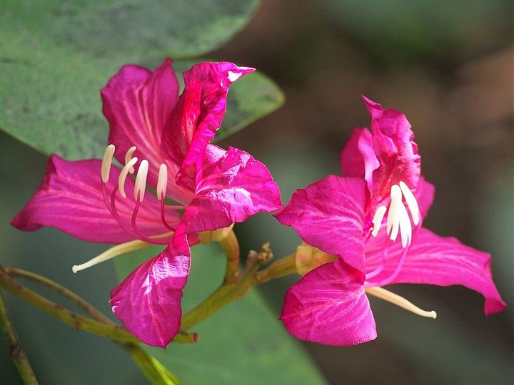 Hong Kong orchid tree flowers up close