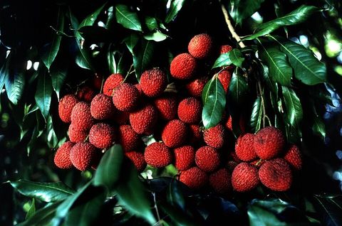 Lychee tree, from Wikimedia Commons