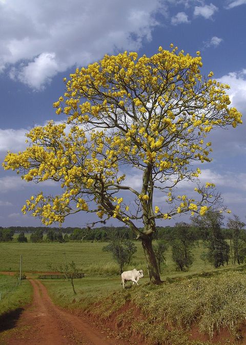 Golden trumpet tree, from Wikimedia Commons