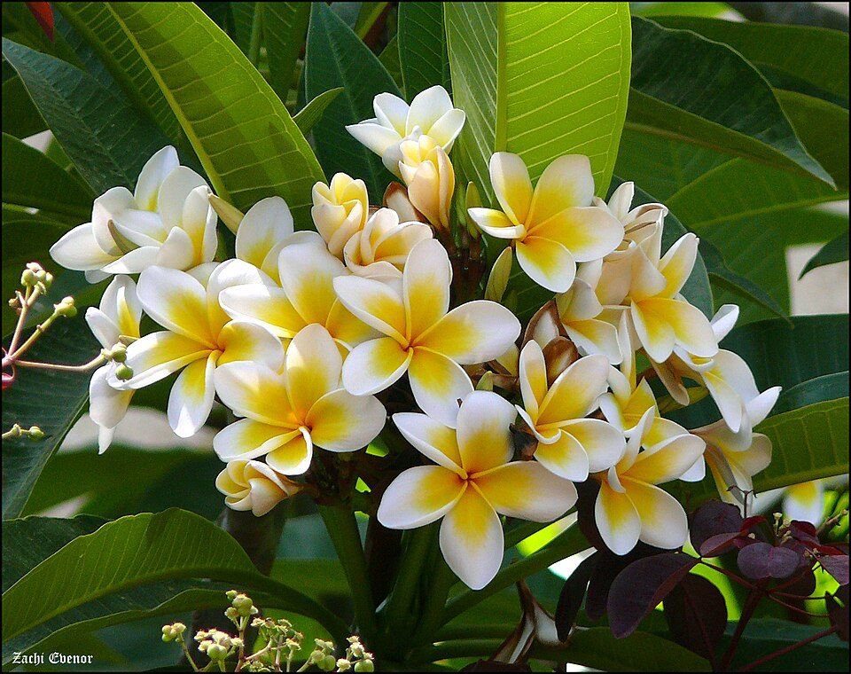 Frangipani, from Wikimedia Commons