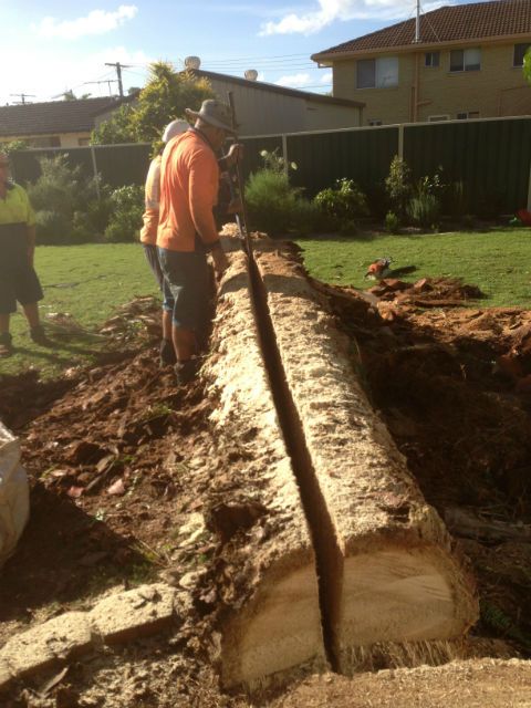 Crew standing beside a long trunk section split in two on the ground