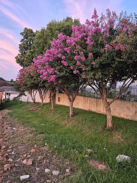 Crepe myrtle, from Wikimedia Commons