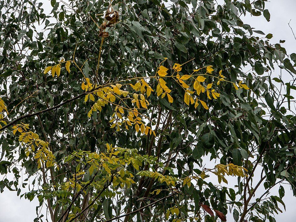White cedar leaves in a Brisbane park