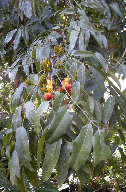 Black bean tree, from Wikimedia Commons