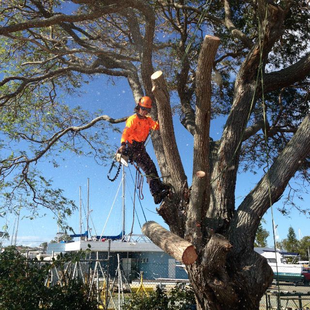 One of our climbers tied in with a helmet, harness and ropes, cutting limbs from a large tree