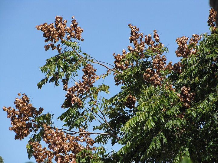 Golden rain tree fruit up close