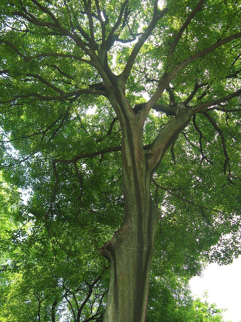 Chinese celtis, from Wikimedia Commons