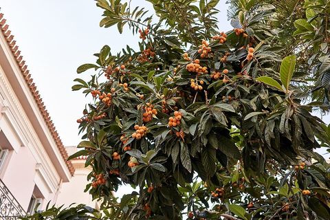A loquat tree laden with fruit