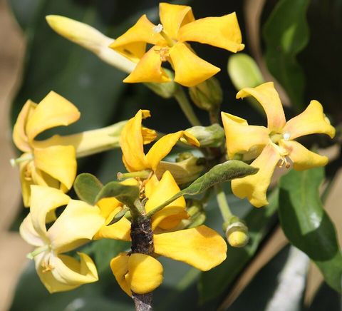 Native frangipani, from Wikimedia Commons