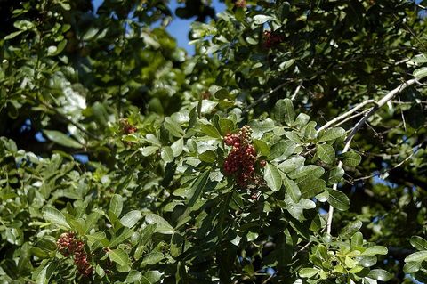 Broad-leaved pepper tree, from Wikimedia Commons