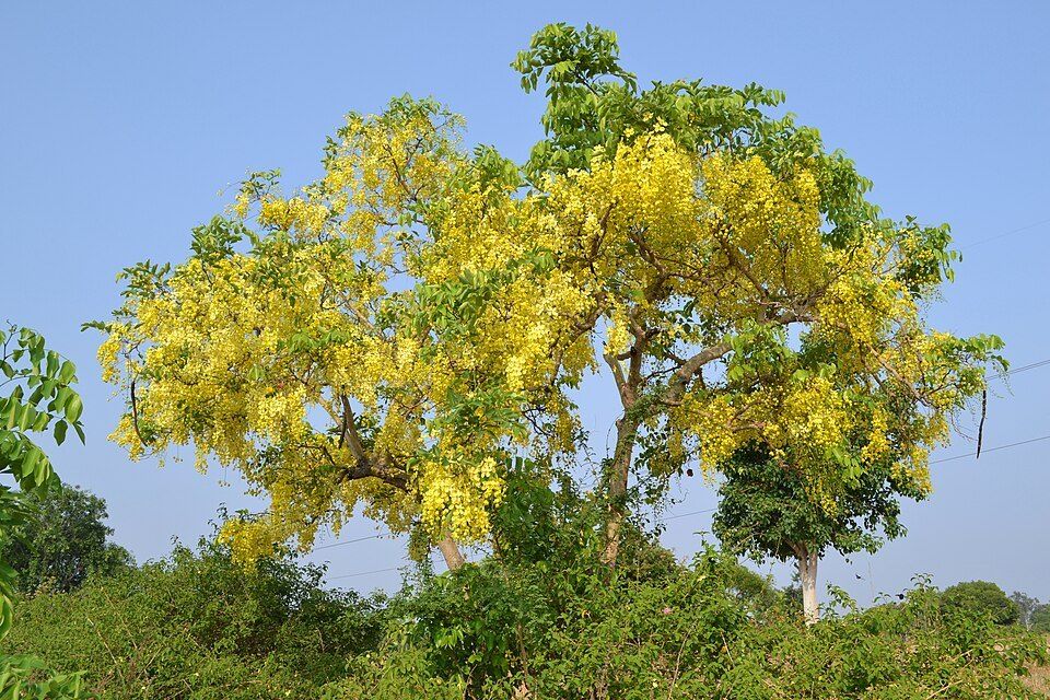Golden shower tree, from Wikimedia Commons