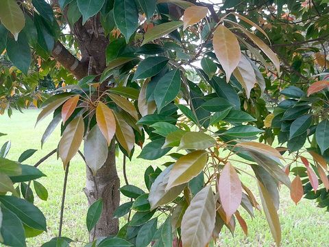 A Eumundi quandong tree