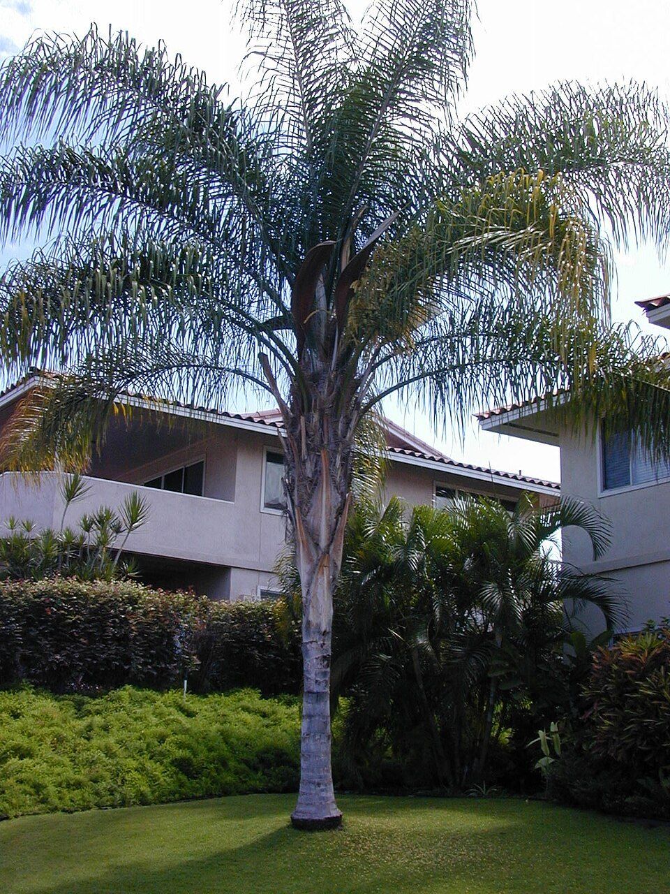 Cocos palm, from Wikimedia Commons