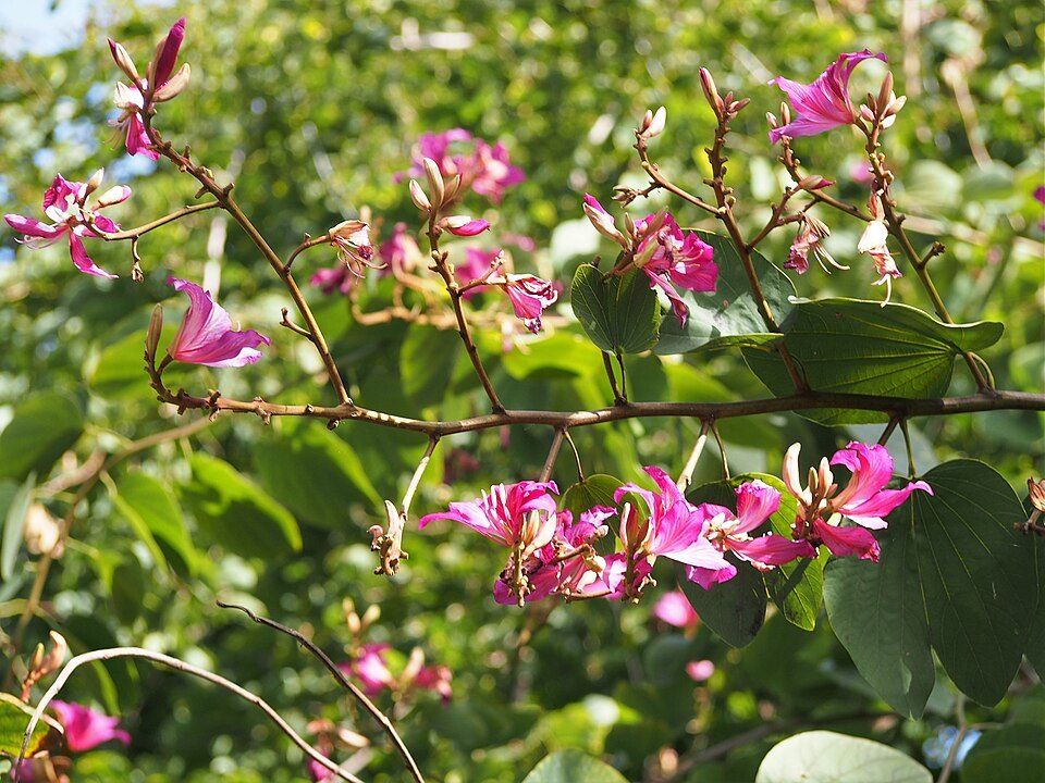 Hong Kong orchid tree flowers on the branch