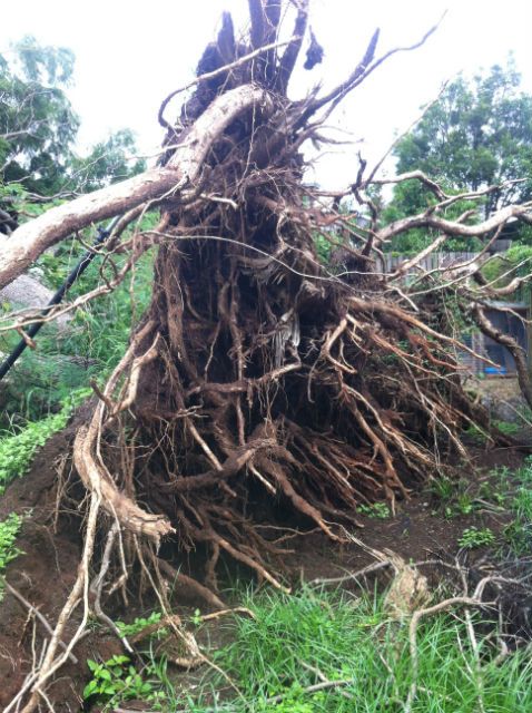 Uprooted tree with its root plate exposed