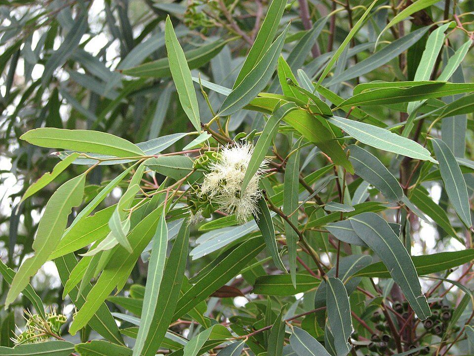 Plunkett mallee, from Wikimedia Commons