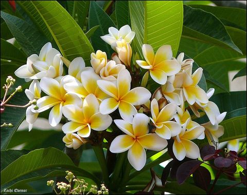 Frangipani, from Wikimedia Commons