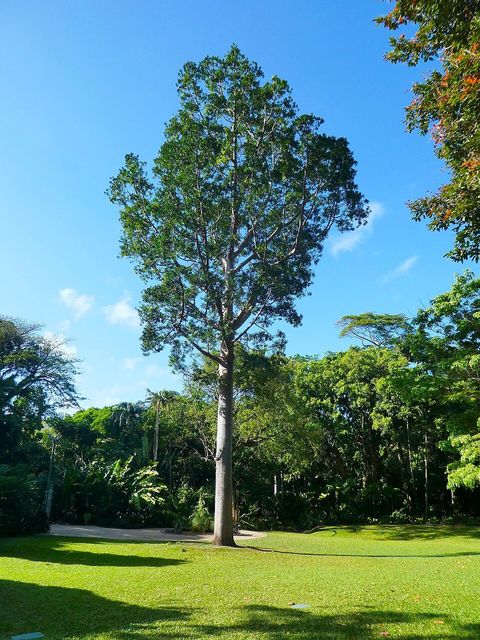 Queensland kauri pine, from Wikimedia Commons