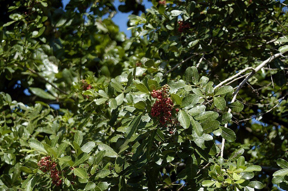 Broad-leaved pepper tree, from Wikimedia Commons