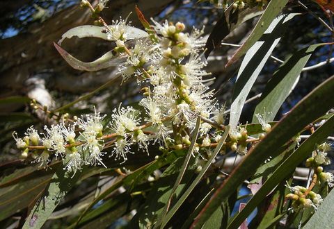 Weeping paperbark, from Wikimedia Commons