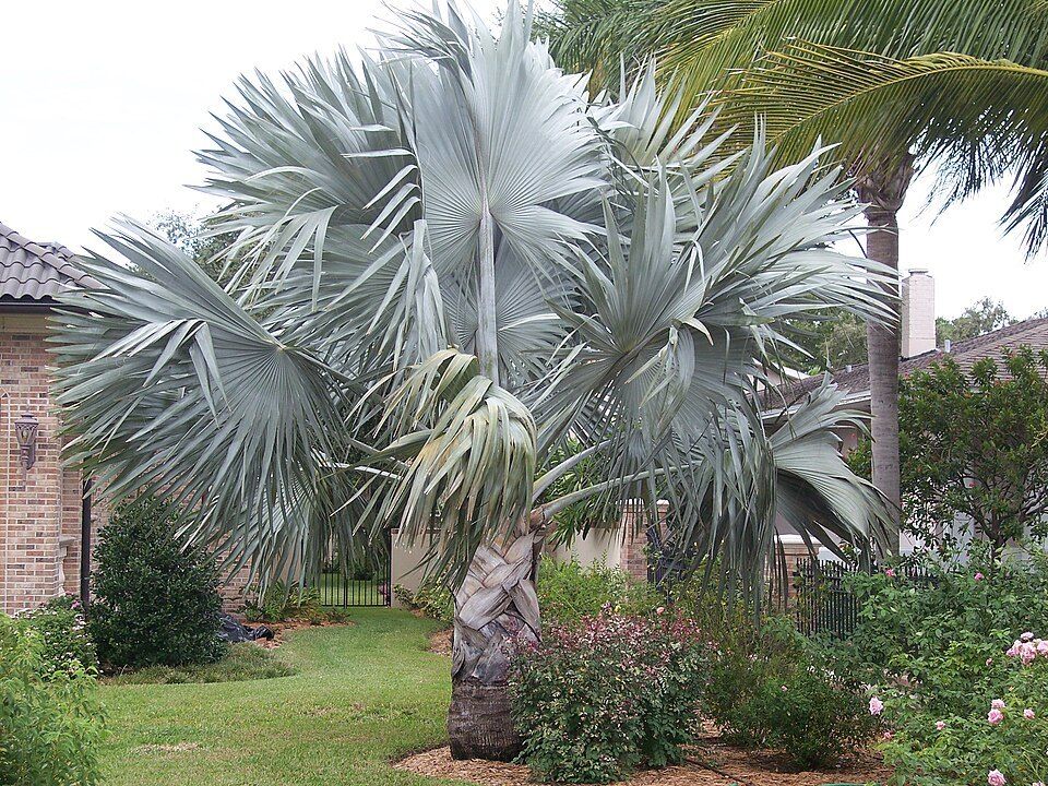 Bismarck palm, from Wikimedia Commons