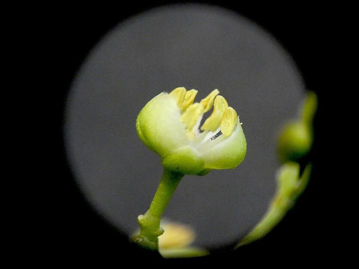 Tuckeroo flowers up close