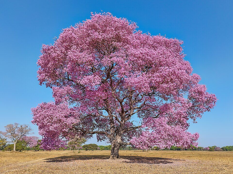 Pink trumpet tree, from Wikimedia Commons