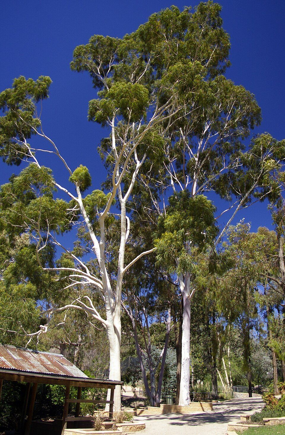 Spotted gum, from Wikimedia Commons