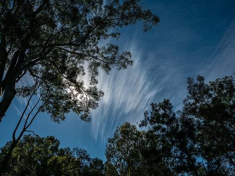 A scribbly gum tree in Queensland