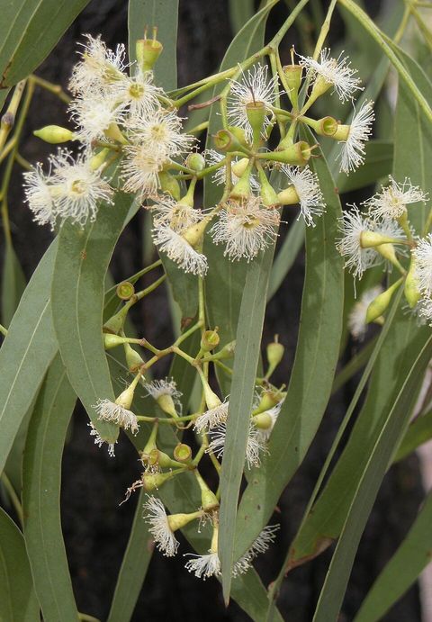 Narrow-leaved ironbark, from Wikimedia Commons