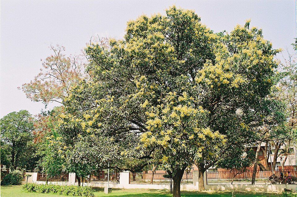A mango tree in blossom