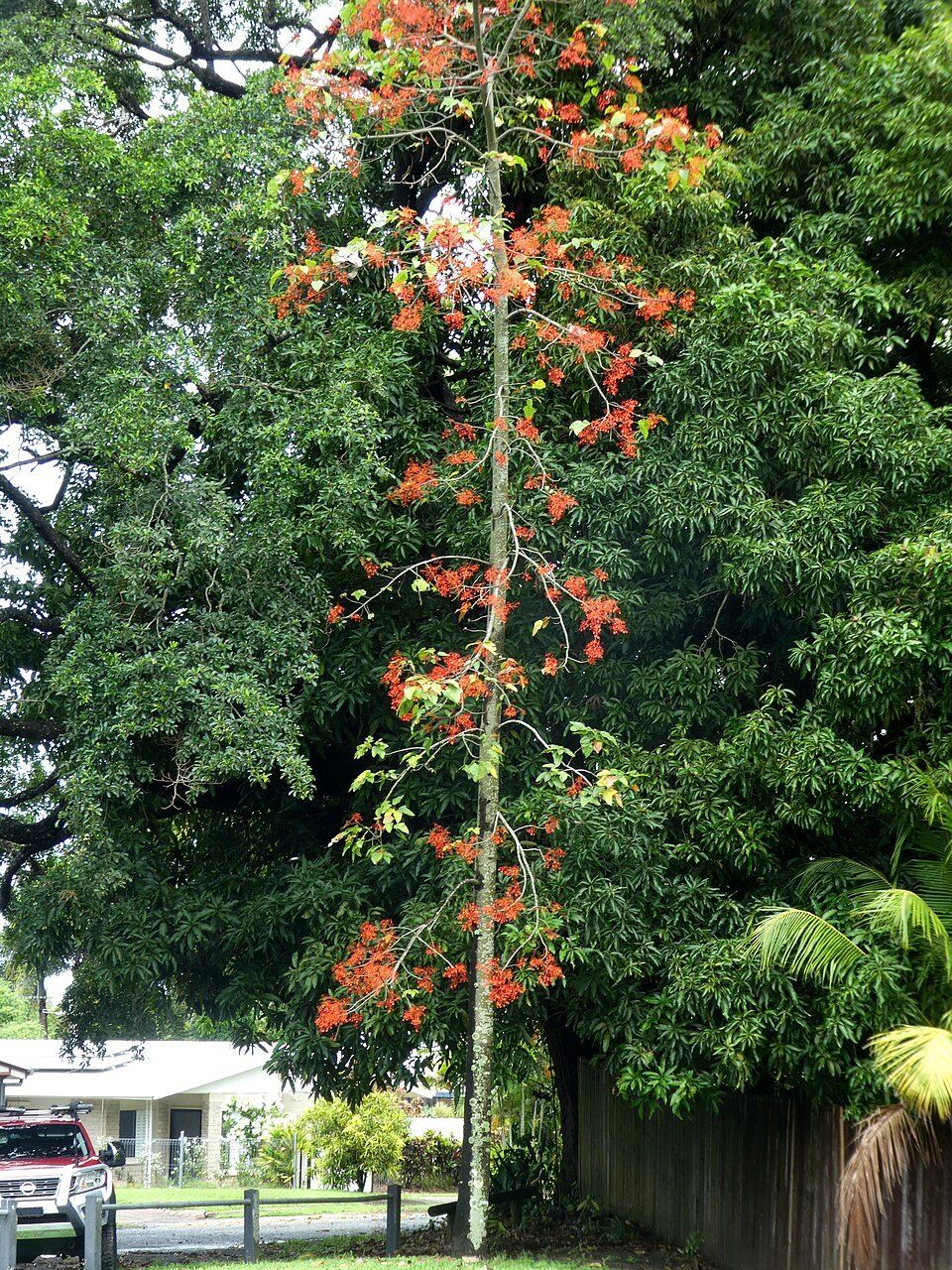 An Illawarra flame tree in flower