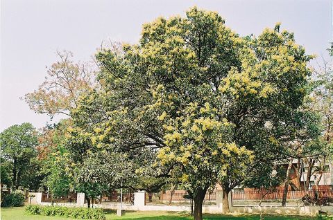 A mango tree in blossom