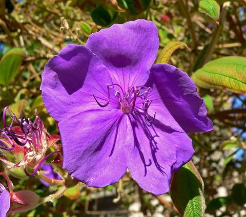 Tibouchina, from Wikimedia Commons