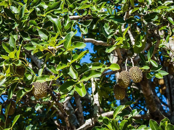 Crow's ash fruit up close