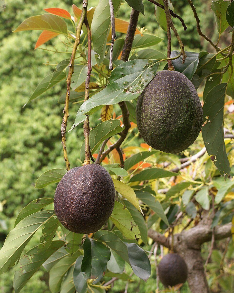 Avocado tree, from Wikimedia Commons