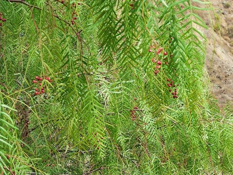 Weeping pepper tree, from Wikimedia Commons