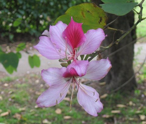 Purple orchid tree, from Wikimedia Commons