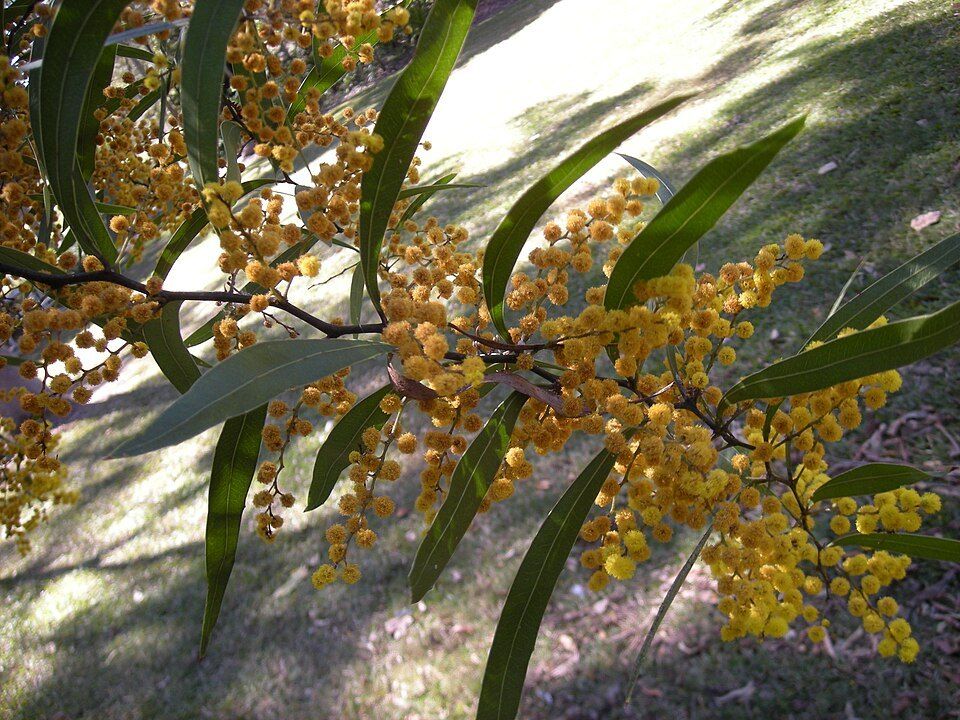 Zig-zag wattle, from Wikimedia Commons