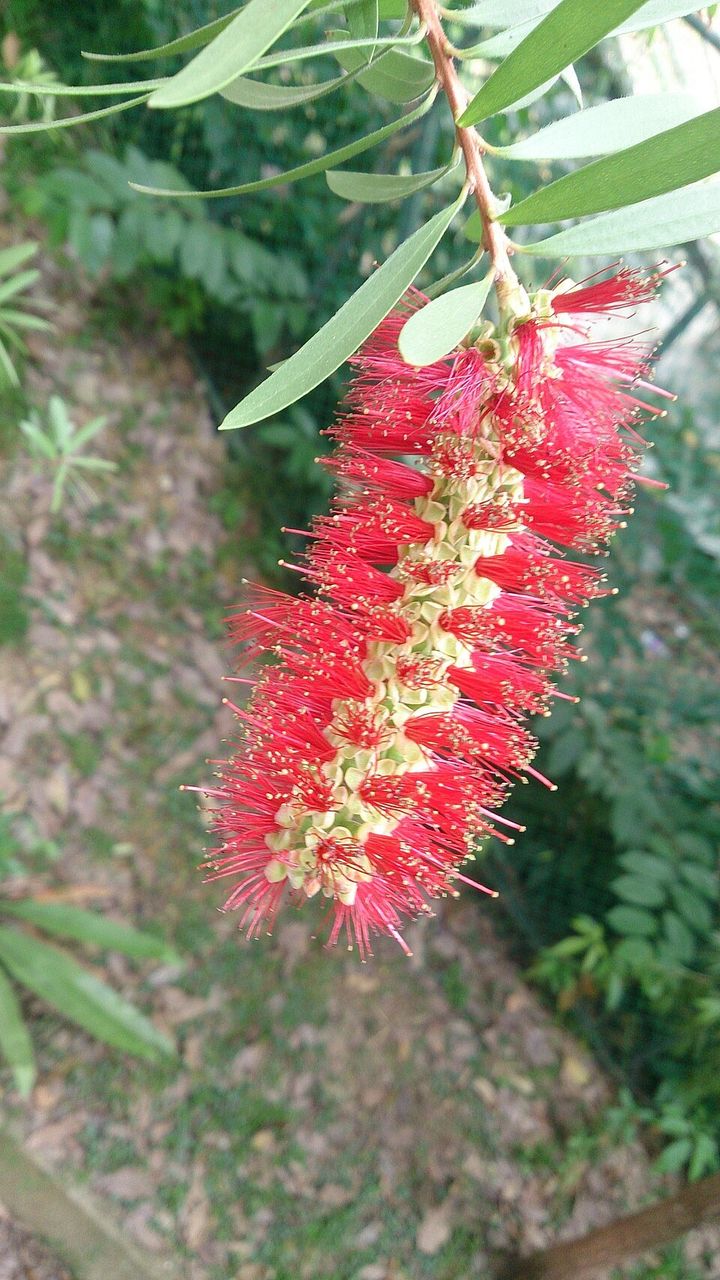 Weeping bottlebrush flowers up close