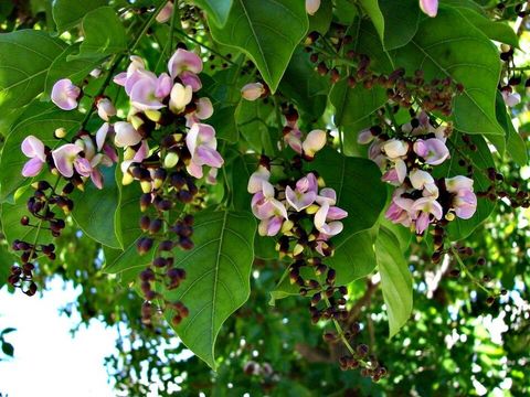 Pongamia flowers up close