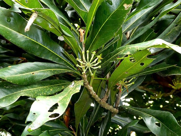 Firewheel tree flowers up close
