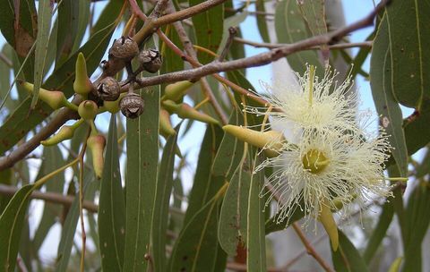 Forest red gum, from Wikimedia Commons