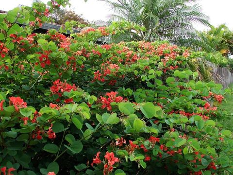 Red bauhinia, from Wikimedia Commons