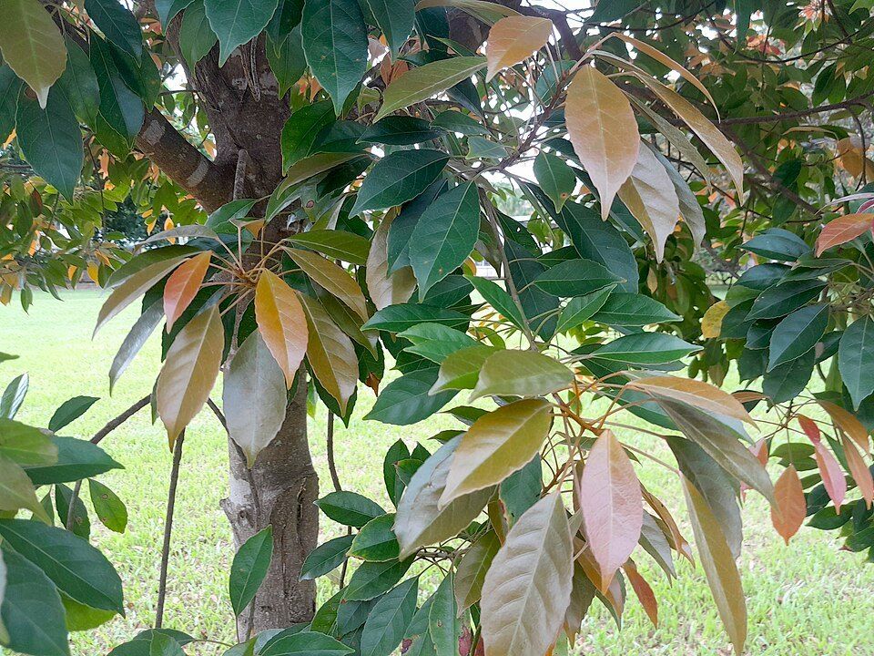 A Eumundi quandong tree