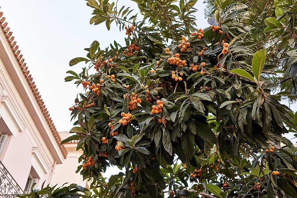 A loquat tree laden with fruit